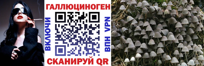 Купить закладки  Заволжье  Галлюциногенные грибы Cubensis 